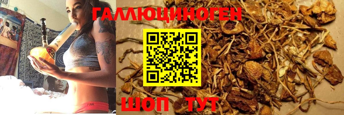 Фурманов  Псилоцибиновые грибы Psilocybine cubensis  Вход с VPN 